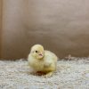 Buff Cochin Bantam - Image 4