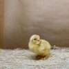 Buff Cochin Bantam - Image 3