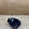 Barred Plymouth Rock - Image 3