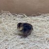 Bob White Quail - Image 3