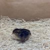 Bob White Quail - Image 4