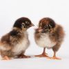 Barnevelder - Image 3