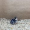 Chukar Partridge - Image 4