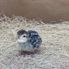 Chukar Partridge - Image 3