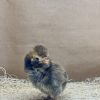 Golden Laced Polish - Image 4