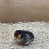 Golden Sebright Bantam - Image 4