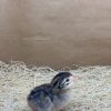Pearl Grey Guinea - Image 4