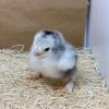 Light Brahma Bantam - Image 3