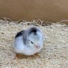 Light Brahma Bantam - Image 5