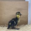 Mallard - Image 5