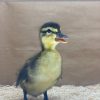 Mallard - Image 4