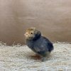 Mille Fleur d'Uccle Bantam - Image 4