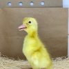 White Pekin - Image 4