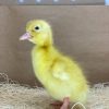 White Pekin - Image 3