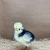 White Crested Black Polish - Image 4