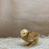 Red Cochin Bantam - Image 3