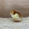 Rhode Island Red - Image 3