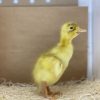 Indian Fawn White Runner - Image 3