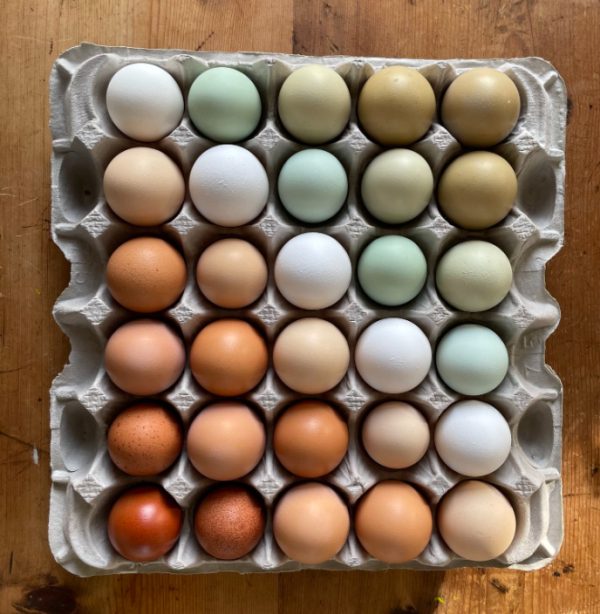Rainbow Egger