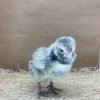 Silver Laced Polish - Image 4