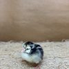 Silver Laced Wyandotte - Image 4