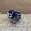 Silver Laced Wyandotte - Image 3