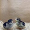 Silver Pencilled Rock Bantam - Image 3