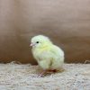 White Leghorn - Image 3