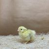 White Cochin Bantam - Image 3