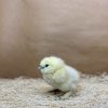 White Silkie Bantam - Image 4
