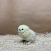 White Silkie Bantam - Image 3