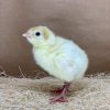 Broad Breasted White Turkey - Image 3