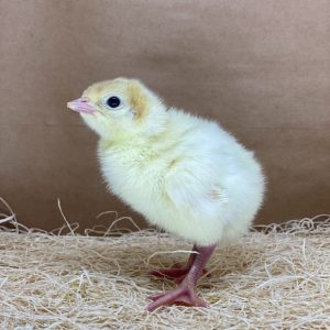 Broad Breasted White Turkey
