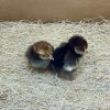 Golden Laced Cochin Bantam - Image 4