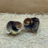 Golden Laced Cochin Bantam - Image 3