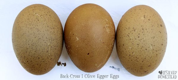 Backcross Olive Egger