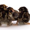 Golden Laced Wyandotte - Image 3