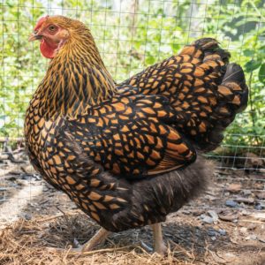 Golden Laced Wyandotte