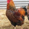 Golden Laced Wyandotte - Image 2