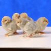 Porcelain d'Uccle Bantam - Image 3