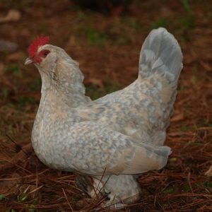 Porcelain d'Uccle Bantam
