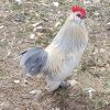 Porcelain d'Uccle Bantam - Image 2