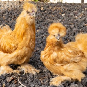 Buff Silkie Bantam