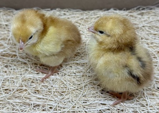 Jubilee Orpington - Image 3