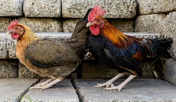 BB Red Old English Bantam (Zone 5-8) - Image 6