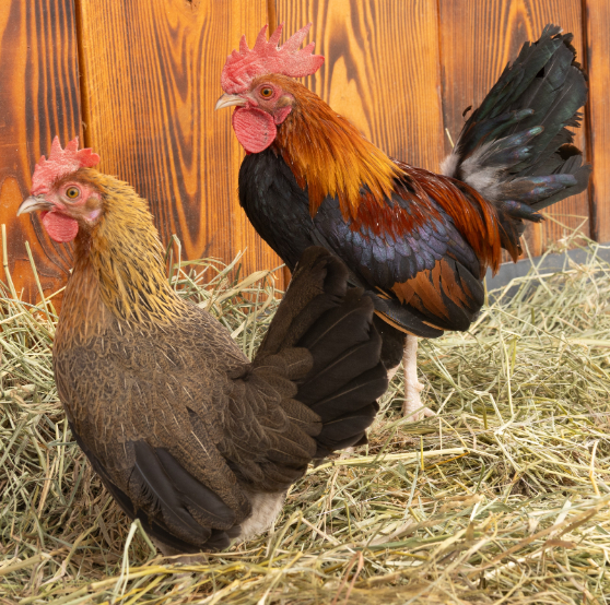 BB Red Old English Bantam (Zone 5-8)