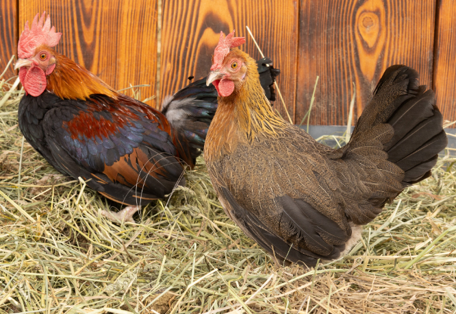 BB Red Old English Bantam (Zone 5-8) - Image 5