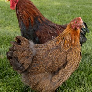 Partridge Cochin Bantam