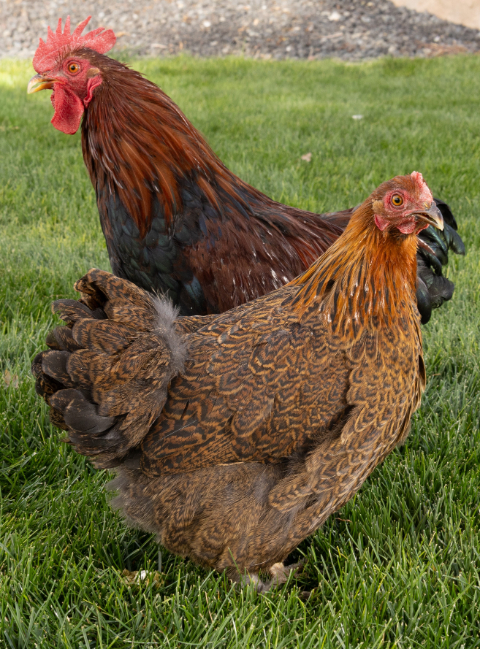 Partridge Cochin Bantam (Zone 5-8)