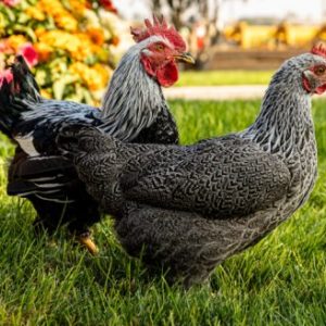 Silver Pencilled Rock Bantam (Zone 1-4)